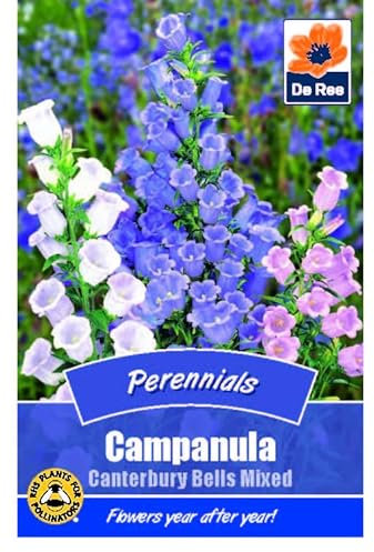 Flower Seeds Campanula Canterbury Bells Mixed Perennials - 890 Seeds Packet Plant Bedding Borders Containers Pots Grow Your Own Garden Plant Seed