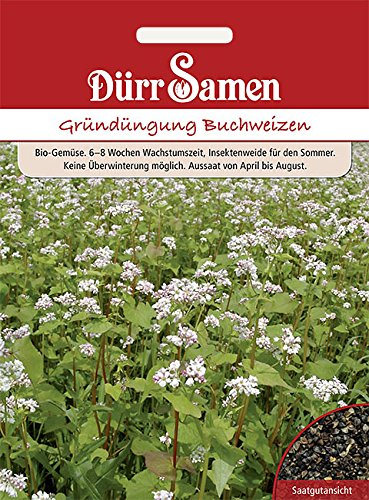 Dürr-Samen - Gründüngung Buchweizen 50 g Saatgut
