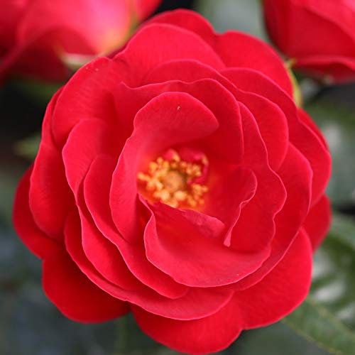 Rose ‘Lots of Kisses’ Rosa Patio Shrub Rose Potted Plant Hardy Shrubs Summer Flowering Garden Plants Scented Orange Red Flowers for Pots, Beds and Borders 1 x 3 Litre Pot by Thompson and Morgan