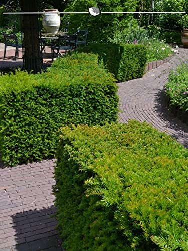 Taxus media Hillii 50-60 cm IM TOPF. 150 Eiben. Immergrüne Taxus Heckenpflanzen