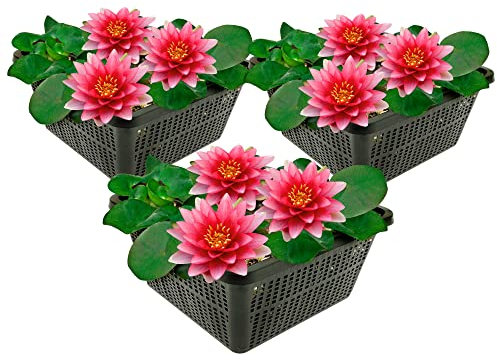 vdvelde.com - Rote Seerose - 3 Pflanzen - Nymphaea Attraction - - Kombi-Set- 3 Pflanzen- Platzierung: -10 bis -100 cm