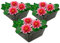 vdvelde.com - Rote Seerose - 3 Pflanzen - Nymphaea Attraction - - Kombi-Set- 3 Pflanzen- Platzierung: -10 bis -100 cm