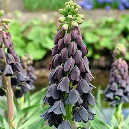 4zwiebeln fritillaria, kaiserkronen, gartenbalkon züchten blumenzwiebel, wildbalkonblumen bodendecker winterhart mehrjährig