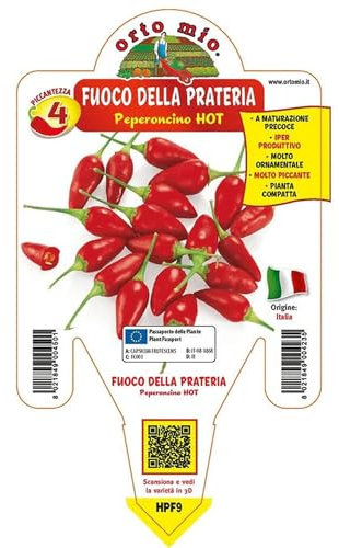 Pianta vera di Peperoncino piccante Fuoco della prateria - Diametro Vaso Ø 14 cm
