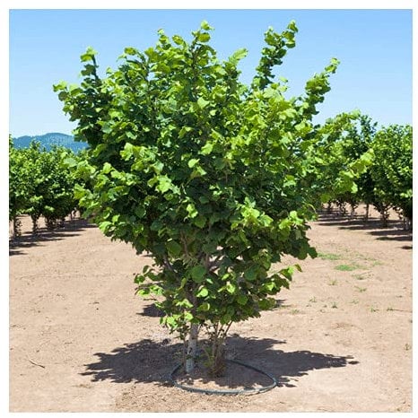 Nocciolo Corylus avellana Tonda di Giffoni pianta di 2/3 anni in vaso ø 24 cm h. 2 metri circa Vivaio di Castelletto