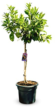 ORANGE TREE - Citrus Sinensis - Fruit - Oranger - Citrus Plant - 160 centimètres - A+