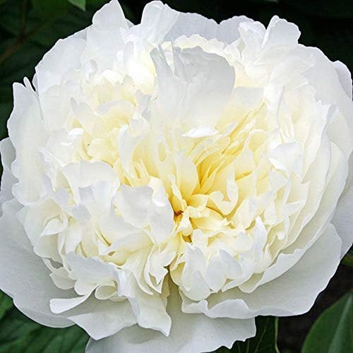 Cooto Garten Pfingstrosen Zwiebeln – Rhizom Chinesische Pfingstrose Duchesse de Nemours - Pfingstrosen Pflanzen Winterhart – Blumen Deko für Garten und Balkon - Blumenzwiebeln Mehrjährig