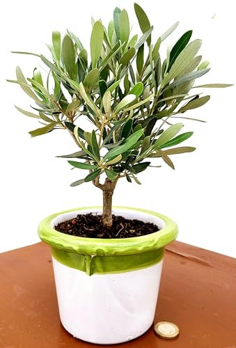 POWERS TO FLOWERS - BONSAI OLIVO IN VASO CERAMICA verde/bianco, 12cm diametro, Ulivo, Pianta Vera