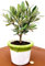 POWERS TO FLOWERS - BONSAI OLIVO IN VASO CERAMICA verde/bianco, 12cm diametro, Ulivo, Pianta Vera