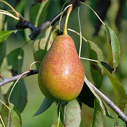 Birnenbaum Pyrus communis Terrassenobst Gute Luise - Liefergröße 80-120 cm | Wuchshöhe 200-300 cm | Wuchsbreite 200-300 cm
