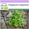 SAFLAX - Ecológico - Mejorana - 700 semillas - Origanum majorana