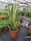 Sansevieria Laurentii Houseplant. 55-65cm Tall. Snake Plant