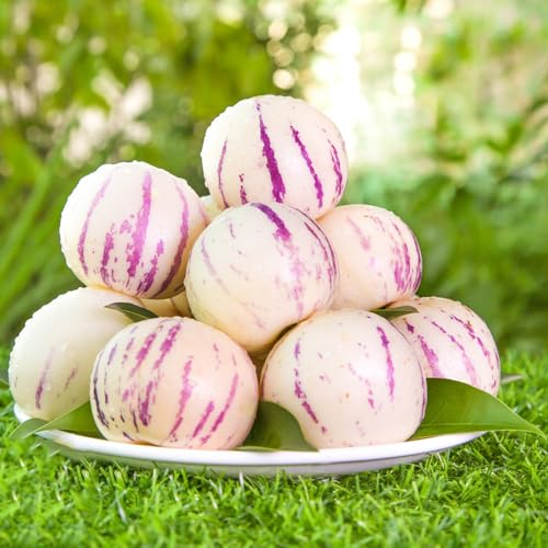 200 Pcs Birnenmelone Samen Bio, Pepino Melon, Winterharte Balkonpflanzen, Pflanzen Züchten Melonenbirne Samen - Solanum Muricatum - Bäume Garten Winterhart, Obstbaum Früchte Winterharte