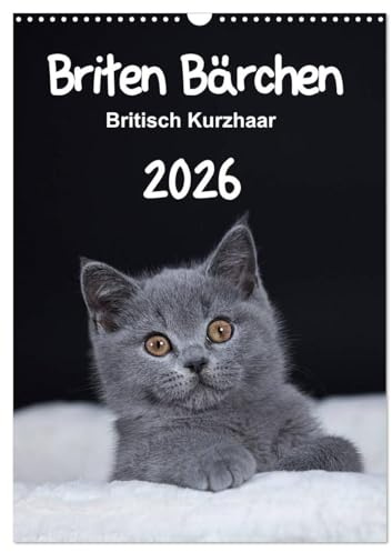 Briten Bärchen – Britisch Kurzhaar 2026 (Wandkalender 2026 DIN A3 hoch), CALVENDO Monatskalender: Mit den Britisch Kurzhaar Katzen durch ein ganzes Jahr (CALVENDO Tiere)