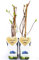POWERS TO FLOWERS - LONICERA KAMTSCHATICA, MIRTILLO SIBERIANO, 2 PIANTE, piante vere