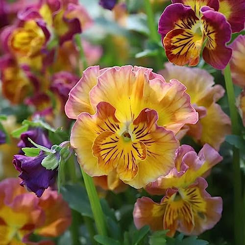 150 Piezas Semillas De Plantas De Pensamiento, Semillas De Pensamiento Semillas De Flores Silvestres Perennes, Plantas De Jardín Perenne Resistente (Viola Tricolor) Decoración De Flores,