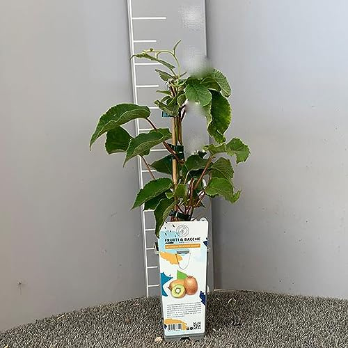 SAVINI VIVAI Plante Kiwi autofertile Arguta Issai Plantes fruitières Arbre en pot 11x11 cm 1 an Hauteur 50 cm