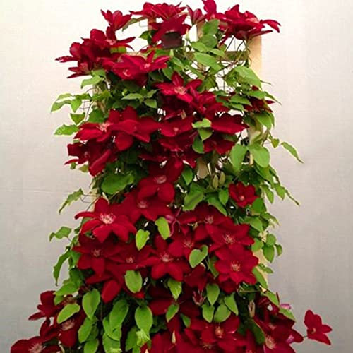 Haloppe 100 Unids Flores de Vid trepadora Semillas de Plantas para la plantación de jardín en el hogar, Clematis Semillas de Vid trepadora Planta de Flor Decoración de Adorno de Oficina en casa Ro