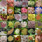 100 semillas Hoya Semilla kerrii Hoya kerrii Familia Bonsai jardinería mezcla de las fuentes # 32680226923ST