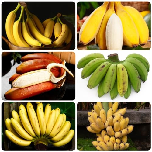 250 Pcs Bananen Samen, Obst Frisch Weinblätter Winterharte Pflanzen Für Balkon Bananensamen - Musa Nana - Obstbaum Obst Samen Steingartenpflanzen Winterhart Baum Deko Obst Nachhaltige