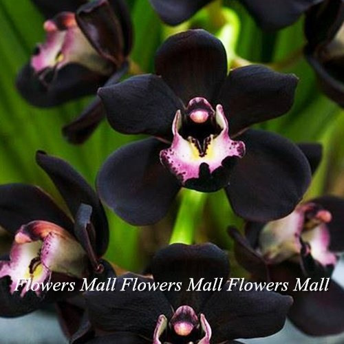 Graines De Fleurs De Cymbidium Noir Plantes À Fleurs Orchidée Unique Pour Jardin Domestique Bonsaï Plante En Pot Belle