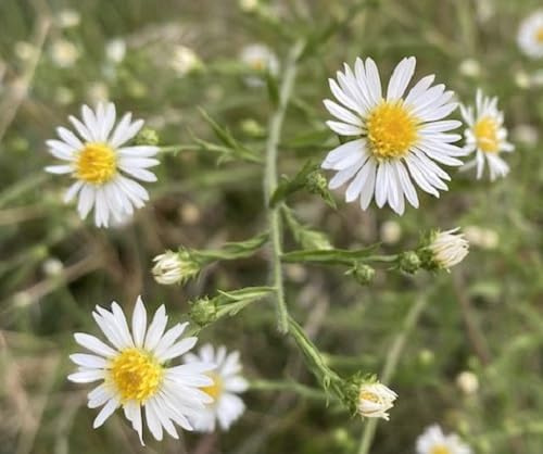 100pcs Aster Flower Seeds Perennial