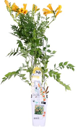 Kletterpflanze mit Selbsthaftenden Luftwurzeln, Winterharte Trompetenblume, Gelbe Blüten, Trompetenrebe, Campsis Kletterpflanze, für Garten Zaun Pergola Terrasse, Gelb, Ø15cm, Höhe 65cm