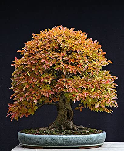 Huifang 10 Stück japanische Hainbuchen-Samen Bonsai-Orangen-Pflanzensamen