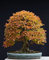 Huifang 10 Stück japanische Hainbuchen-Samen Bonsai-Orangen-Pflanzensamen