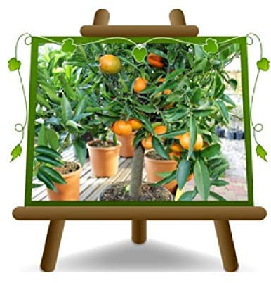 Zitrusfrüchte Clementine Citrus Clementina Obstpflanze auf Topf: Ø 26 cm. - *Höhe: 150 cm.