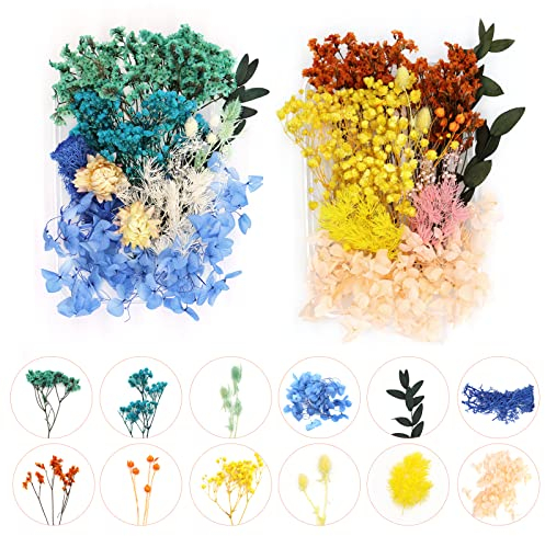 2 BoxenTrockenblumen Gepresste Blumen Gemischte Natürliche Getrocknete Blumen Blau Mini Trockenblumen Bunt für Epoxidharz Anzug für Basteln DIY-konservierte Blumen Scrapbooking Karten Machen Deko