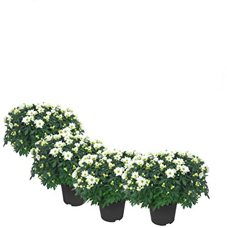 Crisantemos Color Blanco | Pack de 4 Plantas Naturales | DECOALIVE | Margaritas Blancas