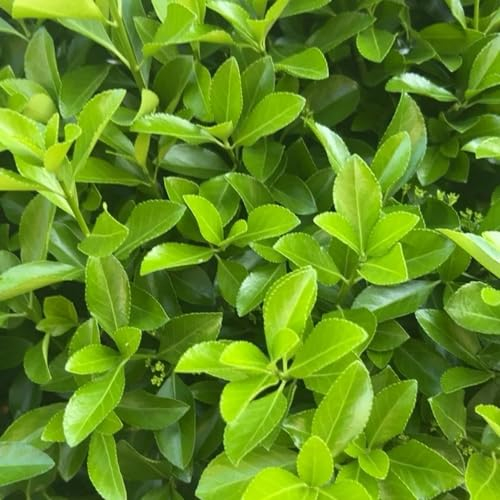 500 pcs stechpalme hecke samen - Ilex crenata - seed pflanzen für garten pflanzensamen balkon pflanze grünpflanzen zimmerpflanzen gartensamen zimmerpflanzen samen bienenweide blumensamen
