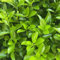 500 pcs stechpalme hecke samen - Ilex crenata - seed pflanzen für garten pflanzensamen balkon pflanze grünpflanzen zimmerpflanzen gartensamen zimmerpflanzen samen bienenweide blumensamen