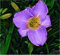 Taglilie Blue Sheen - Hemerocallis