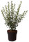Ligustrum, Liguster, Atrovirens Select, immergrün, Heckenpflanze, pflegeleicht, winterhart, Gartenpflanze, dekorativ