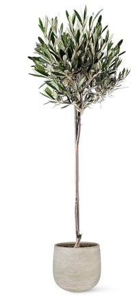 Olivo u Olea Europea | Planta natural ideal para exterior con altura 80-90 cm en maceta de 22ø | April Plants