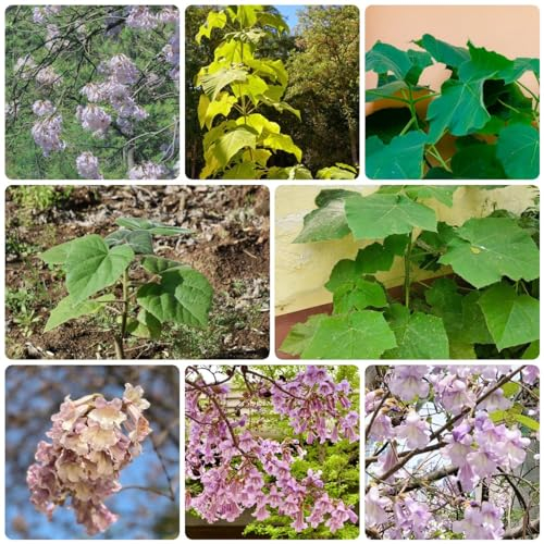 300 pcs paulownia baum pflanze samen ingarden bonsai bäumchen kaufen paulownia tomentosa zimmerbonsai bonsai garten samen deko wohnzimmer modern garten geschenke für männer indoor