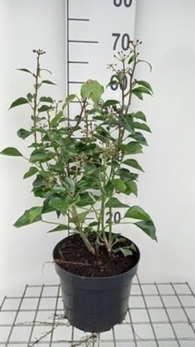 Hedera helix 'Arborescens' - Strauch-Efeu Arborescens 50-60 cm Container