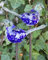 Bornhöft 2er Set Gartenstecker Glasvogel Deko Beetstecker Handarbeit Skulptur Vogel Blau Weiß