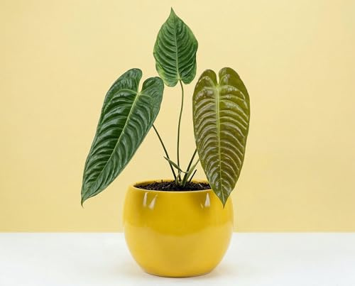 Anthurium veitchii King Anthurium Zimmerpflanze - Epiphyt aus Kolumbien mit langen korrugierten Hängeblättern & Bronzeaustrieb - Ca. 20 cm - 6 cm Topf - Lieferung ohne Übertopf