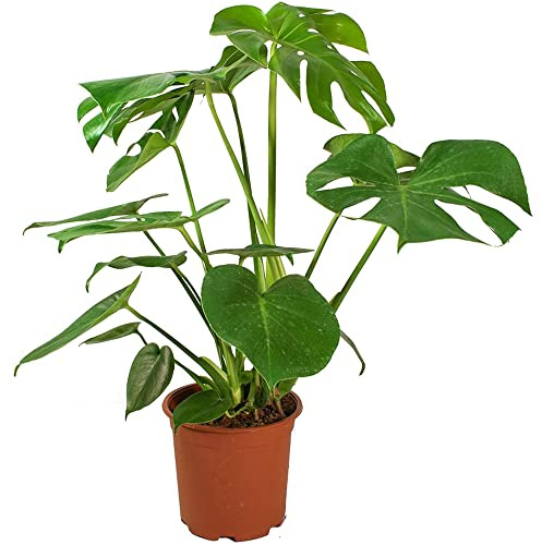 Monstera Deliciosa Cheese Plant Indoor Real Plant for Office Home Bedroom Kitchen Living Room Air Purifier by Luxe Leaf Plants