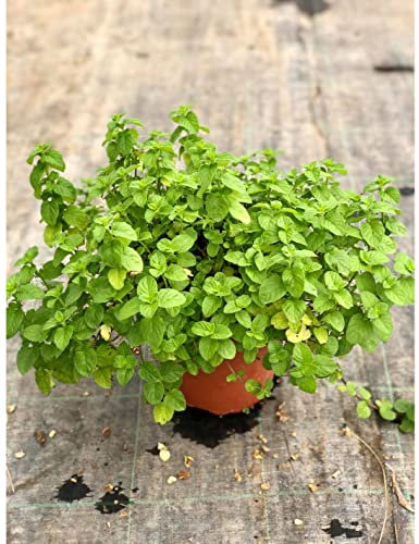 Pianta Menta Ghiaccio - Dimensione Vaso Vaso 18cm