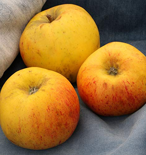 Apfelbaum Osterkamps Renette 60-80cm - ein Winterapfel - lebende Gartenpflanze aus den Baumschulen
