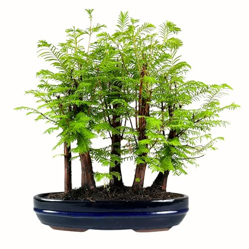 Bonsai Wald Metasequoia – Lebender Urweltmammutbaum im 29cm Topf | Indoor/Outdoor Bonsai Baum | Seltene Geschenkidee | Pflegeleicht | Dekopflanze für Zuhause & Büro