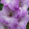Bulbi Di Gladioli I Bulbi Di Gladiolo Vengono Utilizzati Per Vasi E Mazzi Di Fiori E, Fiori Recisi, Piante Resistenti Al Freddo, Sono Adatti Anche Per Piante In Vaso E Aiuole.-10bulbi