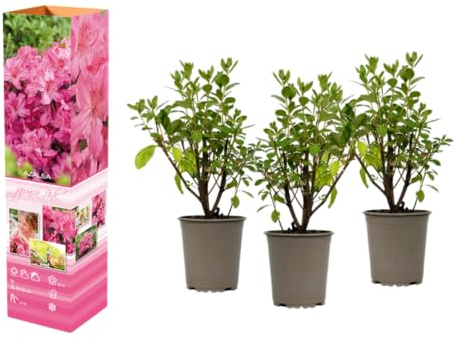 Azalee Rhododendron Topfpflanze 20–38 cm im 9 cm Topf, blühender Zierstrauch, kompakte Pflanze mit intensiver Blütenfarbe (3, Rosa)