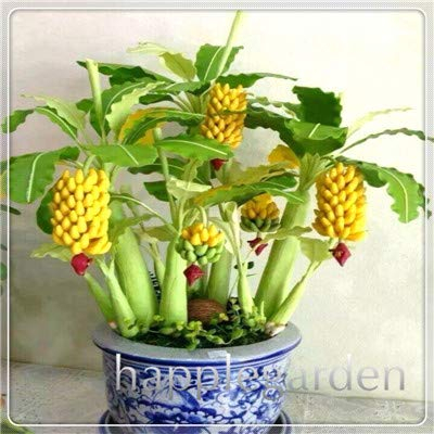 Bloom Green Co. 50 PC-Zwergbanane Bonsai-Baum, Tropischer Obstbaum, Indoor-Bonsai Balkon Blume für Haus Pflanzen, Keimungsrate von 95%: 1