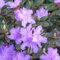 Rhododendron 'Ramapo - Rhododendron 'Ramapo - 25-30 cm pot