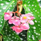 TOYHEART 100pcs Graines De Fleurs Premium Begonia Graines Pleines De Vitalité Vibrante Fleur Pastorale Plantation Plantation Plante Plage De Begonia Graines Pour Balcon La graine